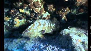 Documentaire Polynésie & Rangiroa, le lagon des raies mantas