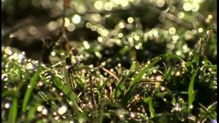 Le gnou dans le parc de Serengeti