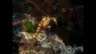 L'hippocampe, le cheval de mer