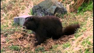 La marmotte à Vancouver