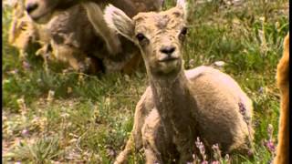 Le mouflon d'Amérique dans les montagnes rocheuses