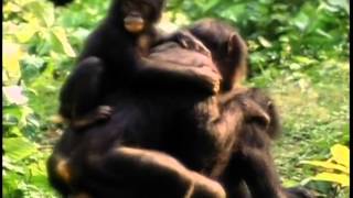 Documentaire Le bonobo