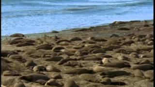 L’éléphant de mer en californie