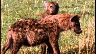 Documentaire La hyène