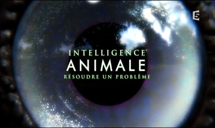 Documentaire Intelligence animale – 2 – Voir le monde