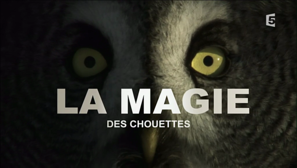 La magie des chouettes