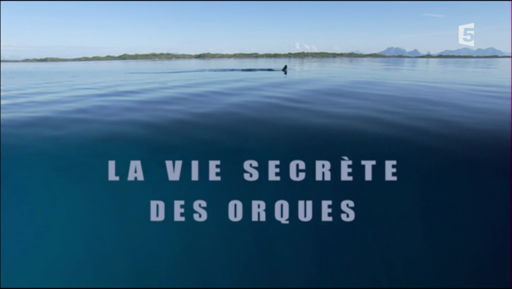 Documentaire La vie secrète des orques