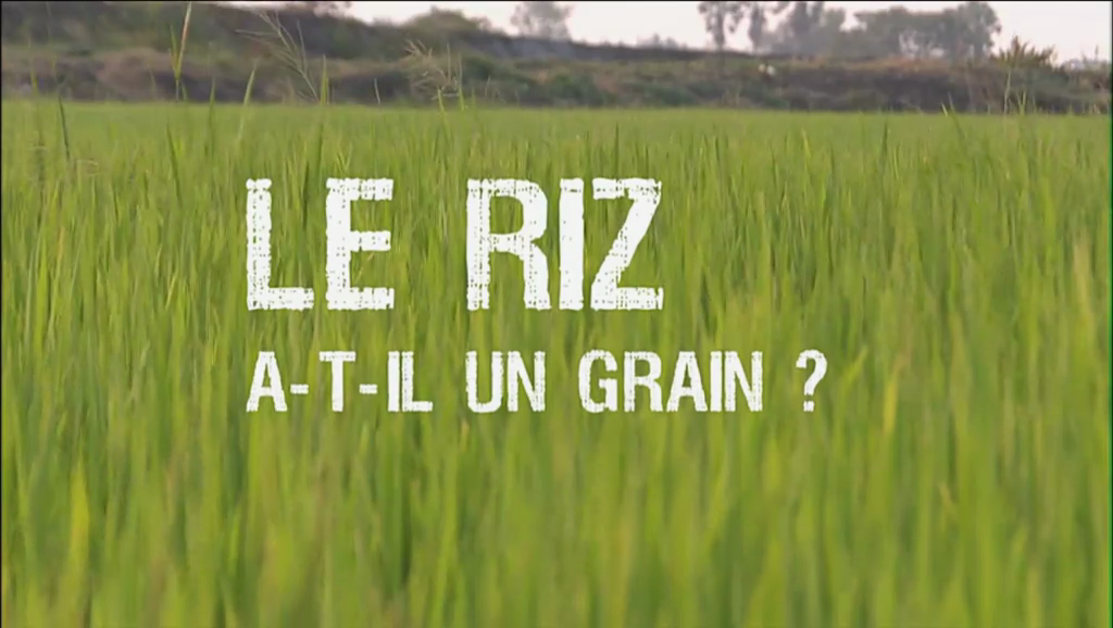 Documentaire Le riz a-t-il un grain ?
