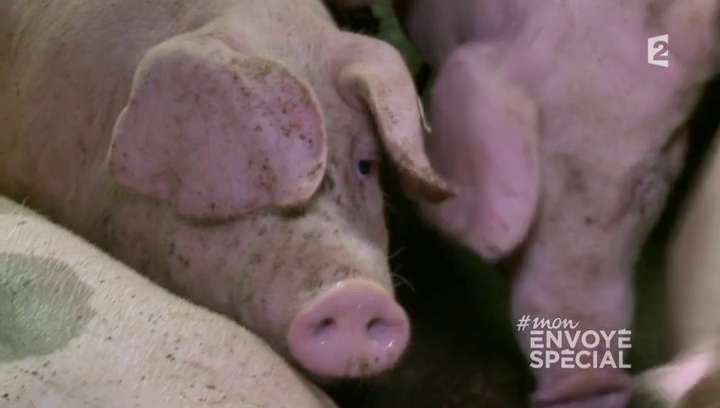 Documentaire Les routes du cochon