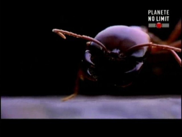 Documentaire Les fourmis tueuses