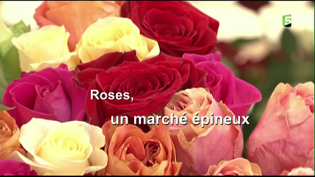 Documentaire Roses, un marché épineux