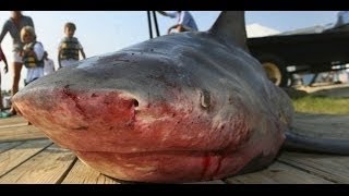 Pêche du requin