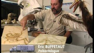 C'est pas sorcier - Sur les traces des dinosaures
