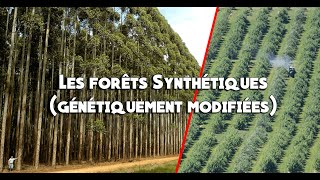 Forêts artificielles, les dangers des arbres génétiquement modifiés