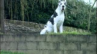 Le Dogue Allemand