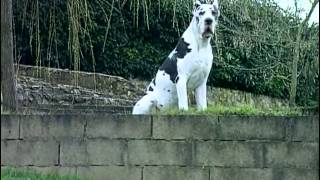 Documentaire Le Dogue Allemand