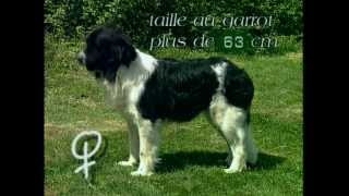 Le Terre-Neuve