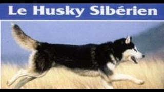 Le husky sibérien