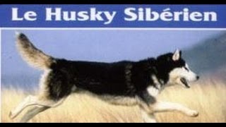 Documentaire Le husky sibérien