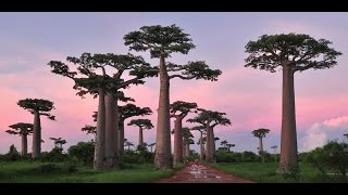 Baobab , des arbres