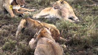 Documentaire La rive aux lions