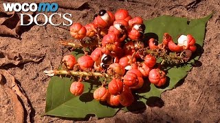 Documentaire L’oeil du guarana