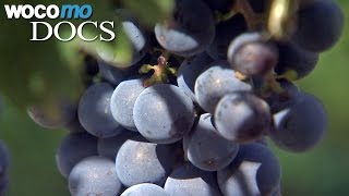 Documentaire Réchauffement climatique et viticulture, coup de chaleur sur le vin
