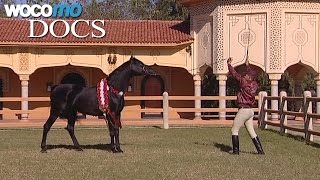 Documentaire Maroc, le royaume du cheval