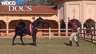 Maroc, le royaume du cheval
