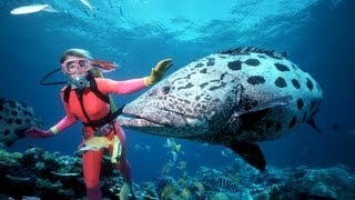La grande barrière de corail