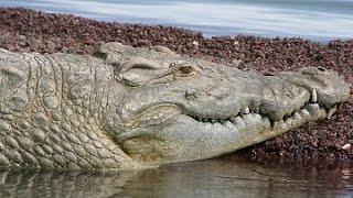 Le crocodile roi du Billabong