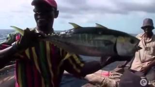 Mordu de la peche - Tanzanie