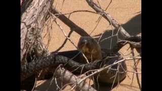Reptiles et cobras dans le désert