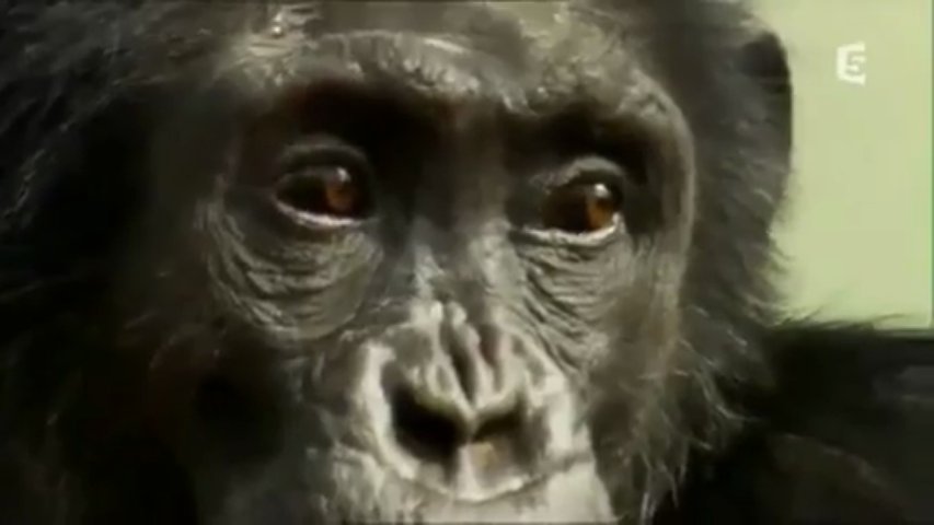 Documentaire Le chimpanzé, un homme comme les autres