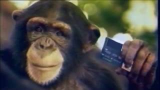 Les émotions animales