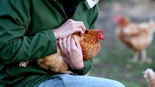 Documentaire Peut-on vivre sans consommer de l’animal ?