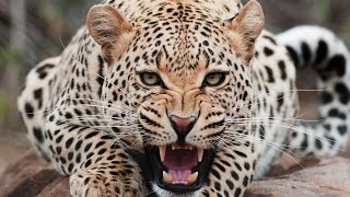 Documentaire Le territoire des léopards, à la vie à la mort