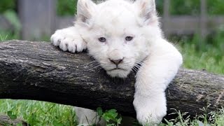 Lion blanc