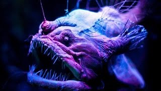 Les abysses, le mystère des créatures lumineuses