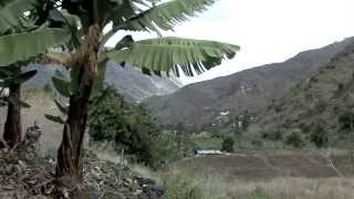 Les Canaries