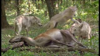 Animaux trop humains : les émotions animales