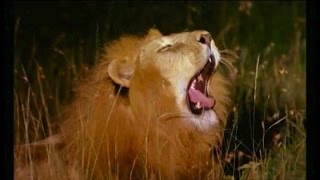 Documentaire Lions – Chasses nocturnes