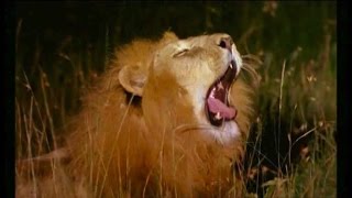 Lions - Chasses nocturnes