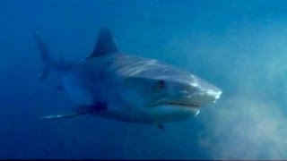 Dans la peau d'un prédateur - Les océans : l'eldorado du carnassier