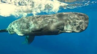 L'odyssée des monstres marins