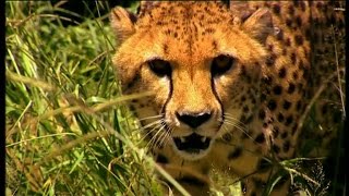 Guépard, une espèce en danger