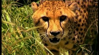 Documentaire Guépard, une espèce en danger