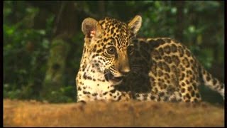 Documentaire Jaguar contre fourmis légionnaires : conflits dans la jungle