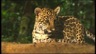Jaguar contre fourmis légionnaires : conflits dans la jungle