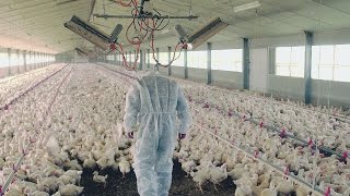 Documentaire Les secrets du poulet premier prix